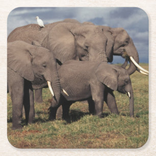 Porta-copo De Papel Quadrado Bebê Elefante Africano com família