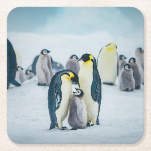 Porta-copo De Papel Quadrado Bebês Mais Pobres Alimentos para pinguins bebês