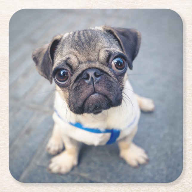 Porta-copo De Papel Quadrado Bebês Mais Pobres | Baby Pug (Frente)