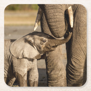 Porta-copo De Papel Quadrado Bebês Mais Pobres Bebê Elefante e mamã
