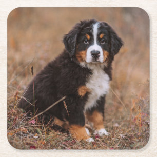Porta-copo De Papel Quadrado Bebês Mais Pobres Cachorro de Montanha Bernese
