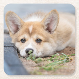 Porta-copo De Papel Quadrado Bebês Mais Pobres Corgi Lay in the Yard