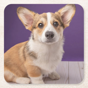 Porta-copo De Papel Quadrado Bebês Mais Pobres Corgi Puppy em roxo