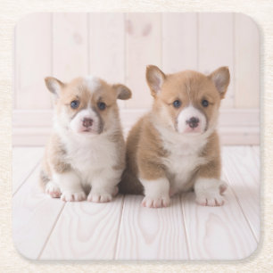 Porta-copo De Papel Quadrado Bebês Mais Pobres Dois Bebês De Corgão
