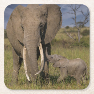 Porta-copo De Papel Quadrado Bebês Mais Pobres Elefante Amama Com Bebê