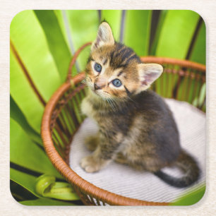 Porta-copo De Papel Quadrado Bebês Mais Pobres Kitten no cesto