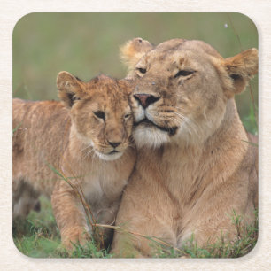 Porta-copo De Papel Quadrado Bebês Mais Pobres   Lion Cub & Mãe