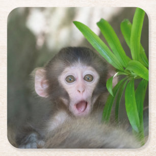 Porta-copo De Papel Quadrado Bebês Mais Pobres Macaco surpreso na neve