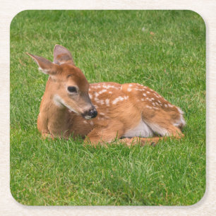 Porta-copo De Papel Quadrado Bebês Mais Pobres Pequena Fawn
