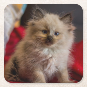 Porta-copo De Papel Quadrado Bebês Mais Pobres Siamese Kitten