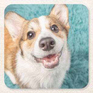 Porta-copo De Papel Quadrado Bebês Mais Pobres Sorriso De Puppy Corgi