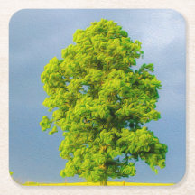 Beleza na Tempestade