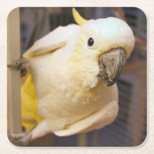 Porta-copo De Papel Quadrado Bella Boy