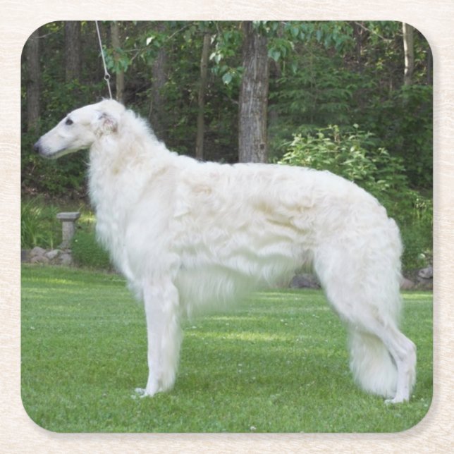 Porta-copo De Papel Quadrado Belo Borzoi (Frente)