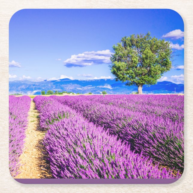 Porta-copo De Papel Quadrado Belo campo de lavanda em Provença, França (Frente)