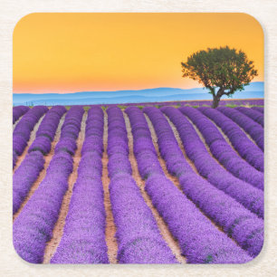 Porta-copo De Papel Quadrado Belo campo de lavanda na Provença