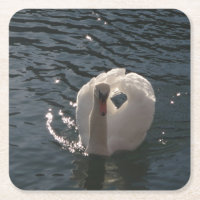 Belo cisne branco