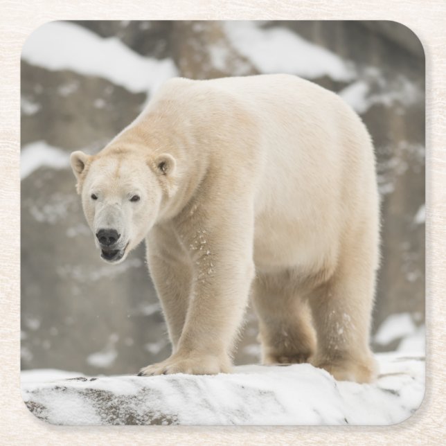 Porta-copo De Papel Quadrado Belo Urso Polar (Frente)