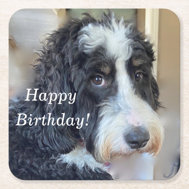 Porta-copo De Papel Quadrado Bernedoodle Cute (Frente)
