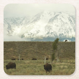 Porta-copo De Papel Quadrado Bison no Grand Teton National Park Fotografia