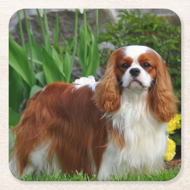Porta-copo De Papel Quadrado Blenheim Cavalier King Charles Spaniel Puppy Dog (Frente)