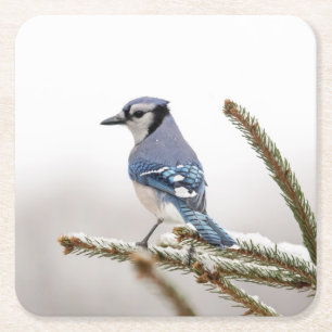 Porta-copo De Papel Quadrado Blue Jay no inverno