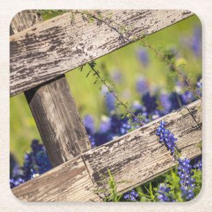 Porta-copo De Papel Quadrado Bluebonnets de Texas em torno de uma cerca do paí