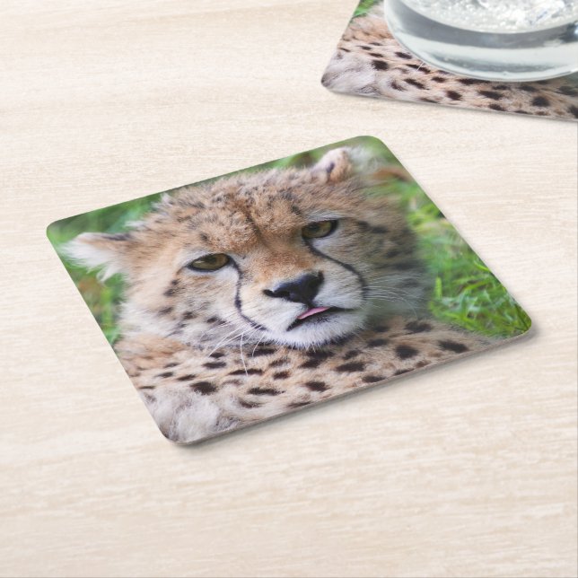 Porta-copo De Papel Quadrado Bobo Cheetah Cub (Inclinado)