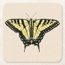 Borboleta-do-sudoeste