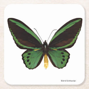 Porta-copo De Papel Quadrado Borboleta verde de Birdwing