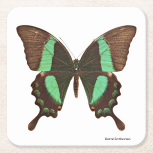 Porta-copo De Papel Quadrado Borboleta verde de Swallowtail