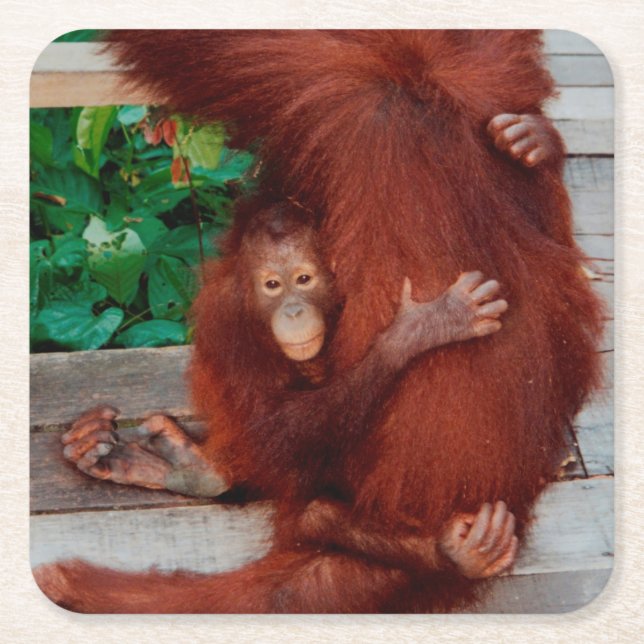 Porta-copo De Papel Quadrado Borneo orangutan (Frente)