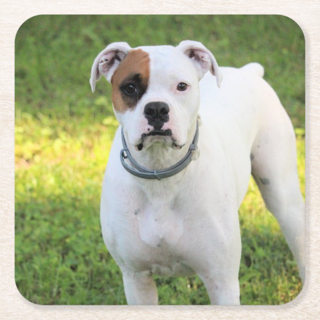 Porta-copo De Papel Quadrado Boxer (Frente)