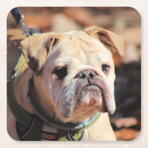 Porta-copo De Papel Quadrado Buldogue