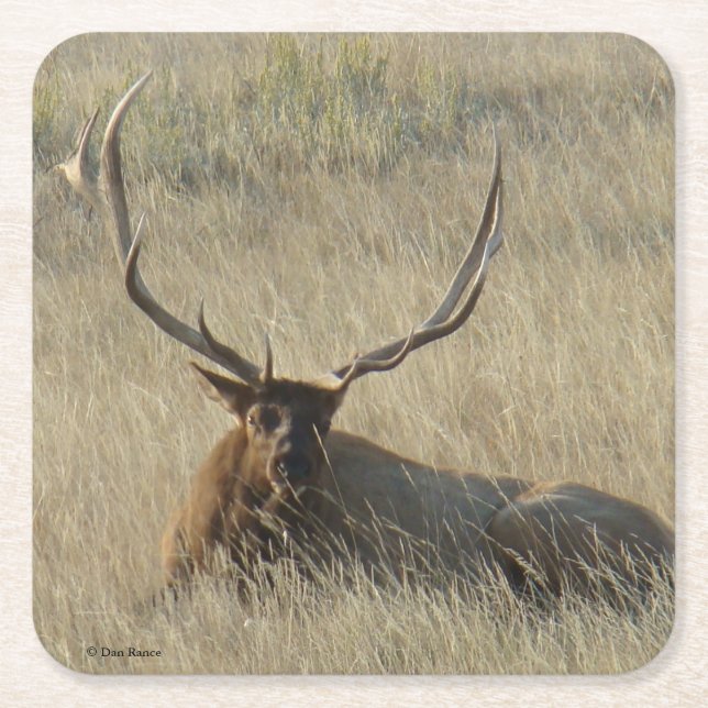 Porta-copo De Papel Quadrado Bull Elk Laying in Grass (Frente)
