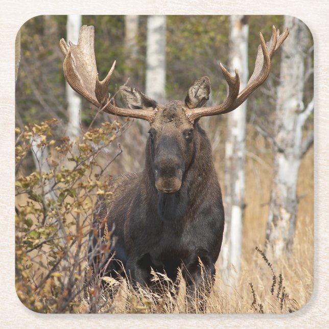 Porta-copo De Papel Quadrado Bull Moose Impressionante (Frente)