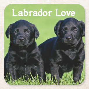 Porta-copo De Papel Quadrado Cachorro Filhote Labrador Retriever Preto Amor