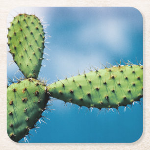 Porta-copo De Papel Quadrado Cacto de Prickley
