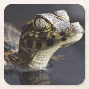 Porta-copo De Papel Quadrado Caimão novo na água com reflexão