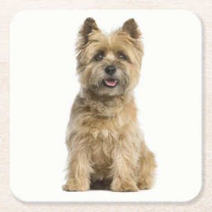 Porta-copo De Papel Quadrado Cairn Terrier Puppy Dog Love