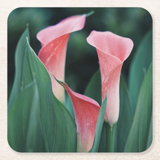Porta-copo De Papel Quadrado Calla Lily Pink Flowers (Frente)