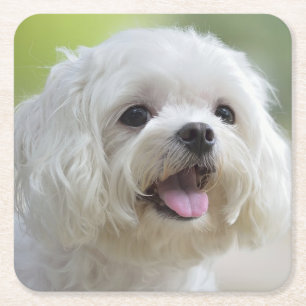 Porta-copo De Papel Quadrado Cão maltês branco