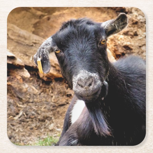 PORTA-COPO DE PAPEL QUADRADO CAPAS (Frente)