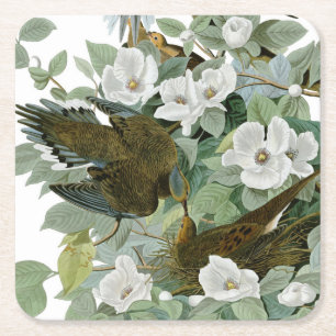 Porta-copo De Papel Quadrado Carolina Pigeon Audubon Morning Dove