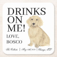 Casamento Inglês de Cream Dachshund Dog