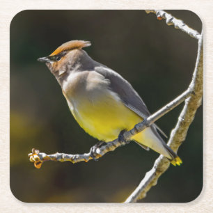 Porta-copo De Papel Quadrado Cedar Waxwing Songbird Original Foto de Pássaro Se