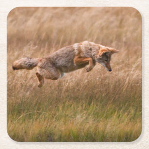 Porta-copo De Papel Quadrado Chacal que pula - prados do Gibbon