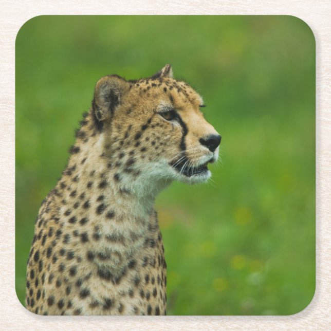 Porta-copo De Papel Quadrado Cheetah Em Uma Olhada (Frente)