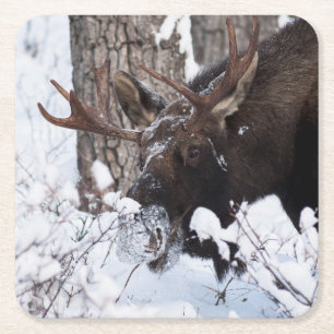 Porta-copo De Papel Quadrado Chilly Moose