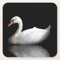 Cisne branco sobre preto
